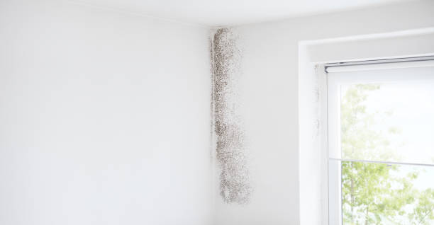 Mold Documentation for Insurance Claims in Mary Esther, FL